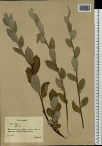 Salix lanata L., Eastern Europe, Northern region (E1) (Russia)