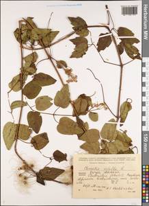 Clematis vitalba L., Caucasus, Georgia (K4) (Georgia)