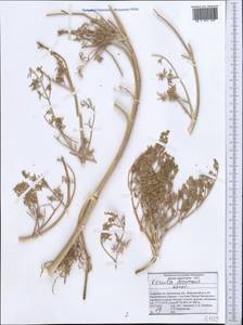Ferula decurrens Korovin, Middle Asia, Pamir & Pamiro-Alai (M2) (Tajikistan)