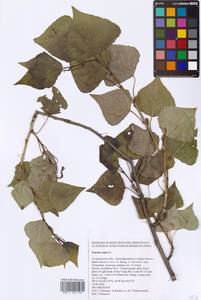 Populus nigra L., Eastern Europe, Lower Volga region (E9) (Russia)