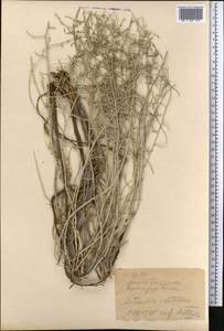 Artemisia santolina Schrenk, Middle Asia, Karakum (M6) (Turkmenistan)