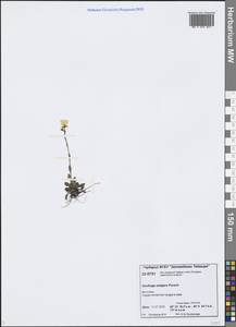 Saxifraga flagellaris subsp. setigera (Pursh) Tolm., Siberia, Central Siberia (S3) (Russia)
