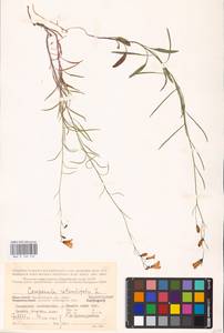 Campanula rotundifolia L., Eastern Europe, Northern region (E1) (Russia)