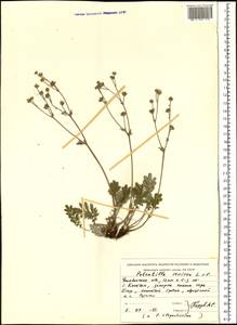 Potentilla sericea L., Eastern Europe, Eastern region (E10) (Russia)