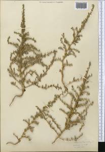 Amaranthus albus L., Middle Asia, Western Tian Shan & Karatau (M3) (Kazakhstan)