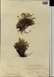 Cherleria arctica (Steven ex Ser.) A. J. Moore & Dillenb., Siberia, Western Siberia (S1) (Russia)