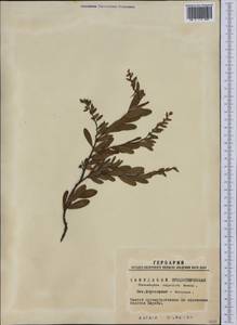 Chamaedaphne calyculata (L.) Moench, Siberia, Western Siberia (S1) (Russia)