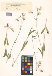 Silene flos-cuculi (L.) Greuter & Burdet, Eastern Europe, Moscow region (E4a) (Russia)