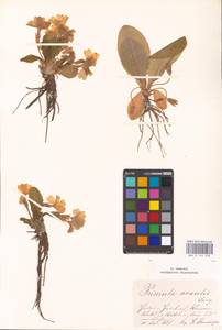 Primula vulgaris subsp. vulgaris, Western Europe (EUR)