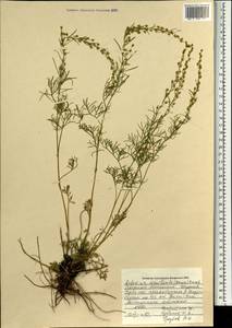 Artemisia macilenta (Maxim.) Krasch., Mongolia (MONG) (Mongolia)