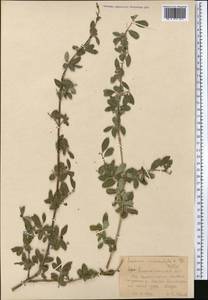 Lonicera microphylla Willd. ex Roem. & Schult., Middle Asia, Northern & Central Tian Shan (M4) (Kazakhstan)