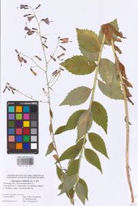 Adenophora liliifolia (L.) A.DC., Eastern Europe, Central region (E4) (Russia)