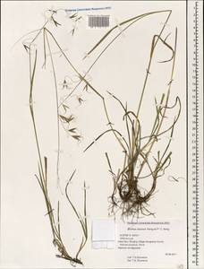 Bromus sinensis Keng f., South Asia, South Asia (Asia outside ex-Soviet states and Mongolia) (ASIA) (China)