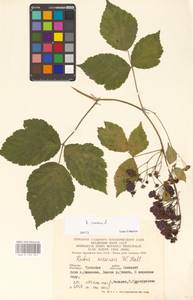 Rubus caesius L., Eastern Europe, Central region (E4) (Russia)