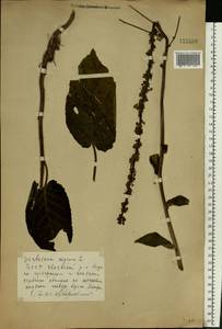 Verbascum nigrum L., Eastern Europe, Belarus (E3a) (Belarus)