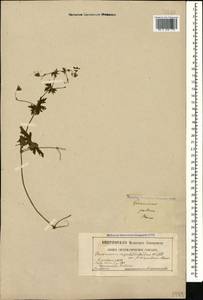 Geranium asphodeloides Burm. f., Caucasus, Georgia (K4) (Georgia)