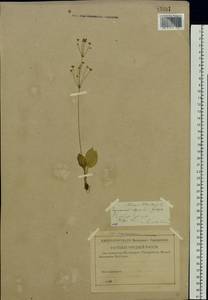 Alisma plantago-aquatica L., Eastern Europe, Middle Volga region (E8) (Russia)