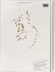 Stellaria crassifolia Ehrh., Mongolia (MONG) (Mongolia)