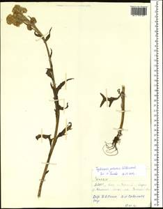 Tephroseris palustris (L.) Fourr., Siberia, Yakutia (S5) (Russia)