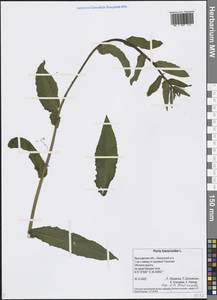 Picris hieracioides L., Eastern Europe, Central forest region (E5) (Russia)
