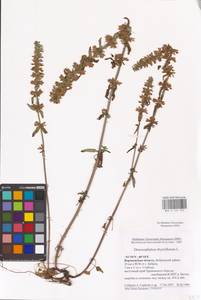 MHA 0 155 953, Dracocephalum thymiflorum L., Eastern Europe, Central forest-and-steppe region (E6) (Russia)