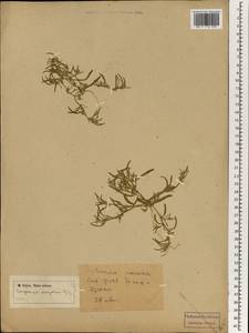 Corispermum mongolicum Iljin, Mongolia (MONG) (Mongolia)