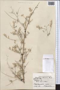 Astragalus villosissimus Bunge, Middle Asia, Syr-Darian deserts & Kyzylkum (M7) (Uzbekistan)
