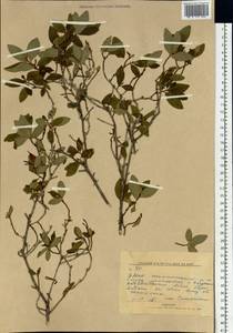Rhododendron dauricum L., Siberia, Yakutia (S5) (Russia)