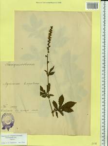 Agrimonia eupatoria L., Eastern Europe, Estonia (E2c) (Estonia)