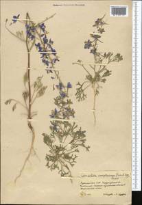 Delphinium camptocarpum Fisch. & C. A. Mey., Middle Asia, Karakum (M6) (Turkmenistan)