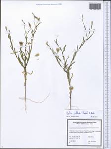 Centaurea pulchella Ledeb., Middle Asia, Syr-Darian deserts & Kyzylkum (M7) (Uzbekistan)