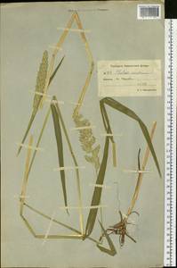 Phalaris arundinacea L., Siberia, Chukotka & Kamchatka (S7) (Russia)