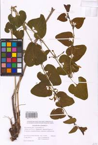 Aristolochia clematitis L., Eastern Europe, Rostov Oblast (E12a) (Russia)