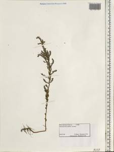 Sedobassia sedoides (Pall.) Freitag & G. Kadereit, Eastern Europe, Rostov Oblast (E12a) (Russia)