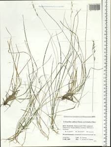 Schizachne purpurascens subsp. callosa (Turcz. ex Griseb.) T.Koyama & Kawano, Siberia, Baikal & Transbaikal region (S4) (Russia)