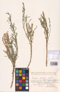 Tamarix gracilis Willd., Eastern Europe, Lower Volga region (E9) (Russia)