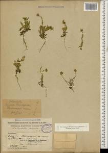 Calendula arvensis L., Caucasus, Azerbaijan (K6) (Azerbaijan)
