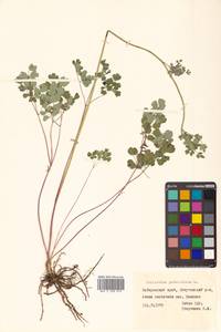 Thalictrum petaloideum L., Siberia, Russian Far East (S6) (Russia)