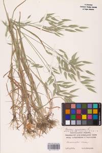 Bromus squarrosus L., Eastern Europe, Lower Volga region (E9) (Russia)