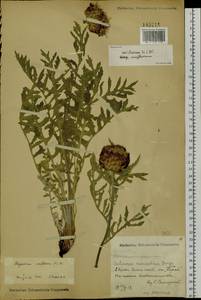 Rhaponticum uniflorum subsp. uniflorum, Siberia, Russian Far East (S6) (Russia)