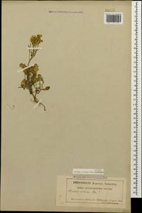 Arabis caucasica Willd., Caucasus, Georgia (K4) (Georgia)