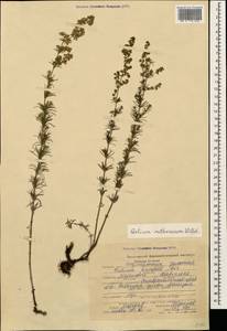 Galium verum subsp. verum, Caucasus, Stavropol Krai, Karachay-Cherkessia & Kabardino-Balkaria (K1b) (Russia)