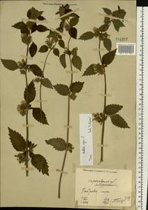 Ballota nigra L., Eastern Europe, North Ukrainian region (E11) (Ukraine)