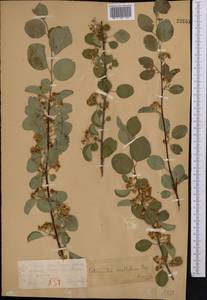 Cotoneaster multiflorus Bunge, Middle Asia, Northern & Central Tian Shan (M4) (Kazakhstan)