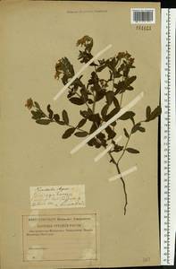 Heliotropium sibiricum (L.) J. I. M. Melo, Eastern Europe, Middle Volga region (E8) (Russia)