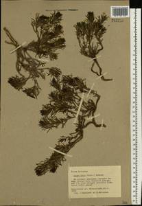 Ajuga chamaepitys subsp. chia (Schreb.) Arcang., Eastern Europe, South Ukrainian region (E12) (Ukraine)