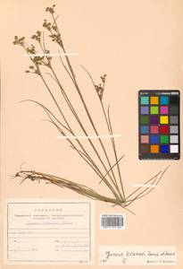 Juncus krameri Franch. & Sav., Siberia, Russian Far East (S6) (Russia)