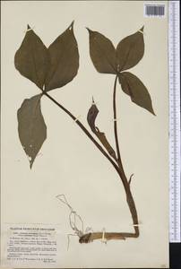 Arisaema triphyllum (L.) Schott, America (AMER) (United States)