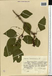 Populus balsamifera L., Eastern Europe, Middle Volga region (E8) (Russia)