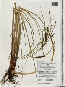 Carex recta Boott, Eastern Europe, Northern region (E1) (Russia)